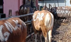 Hewan Qurban Partai Golkar