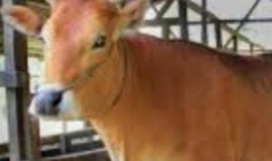 KURBAN 6 JULI