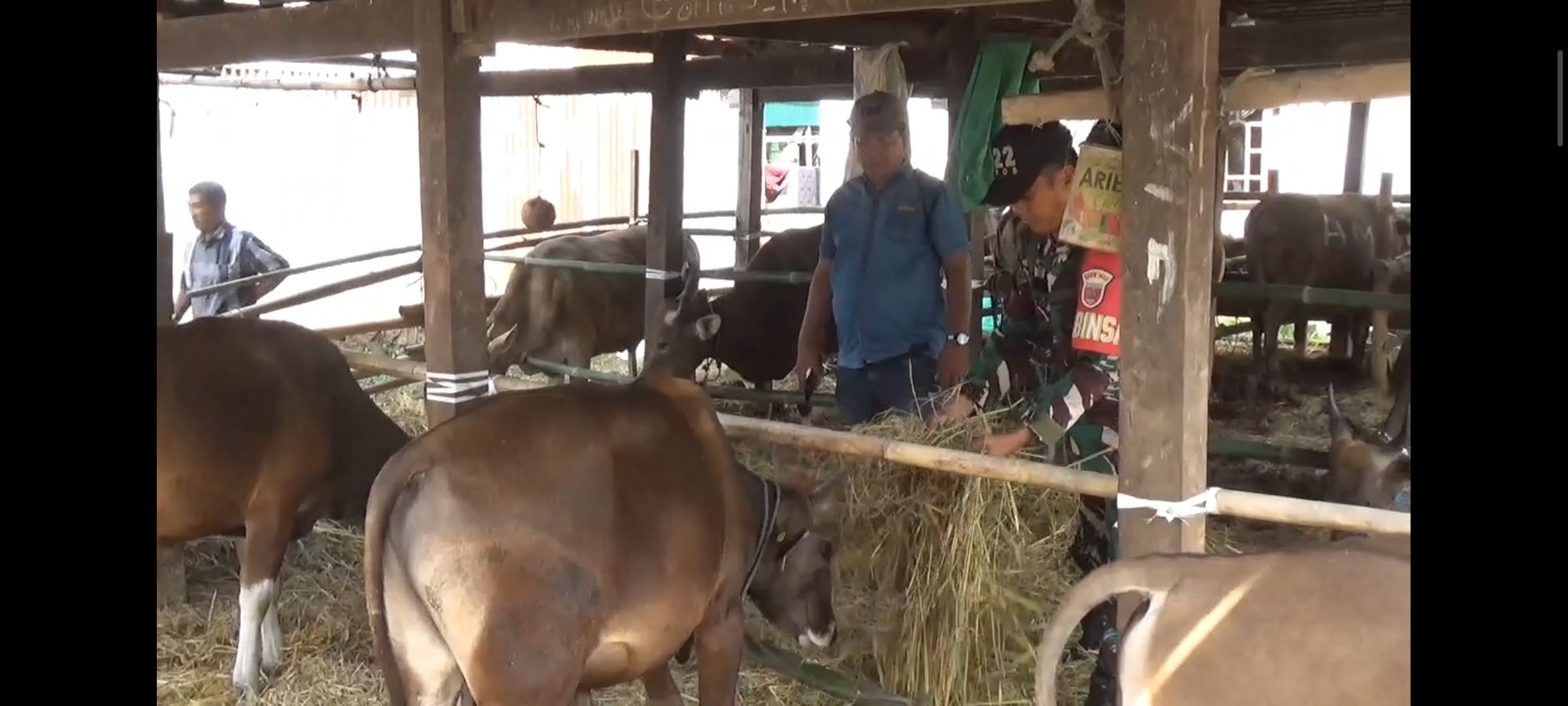 Jelang Idul Adha Penjualan Hewan Kurban di Maros Laris Manis