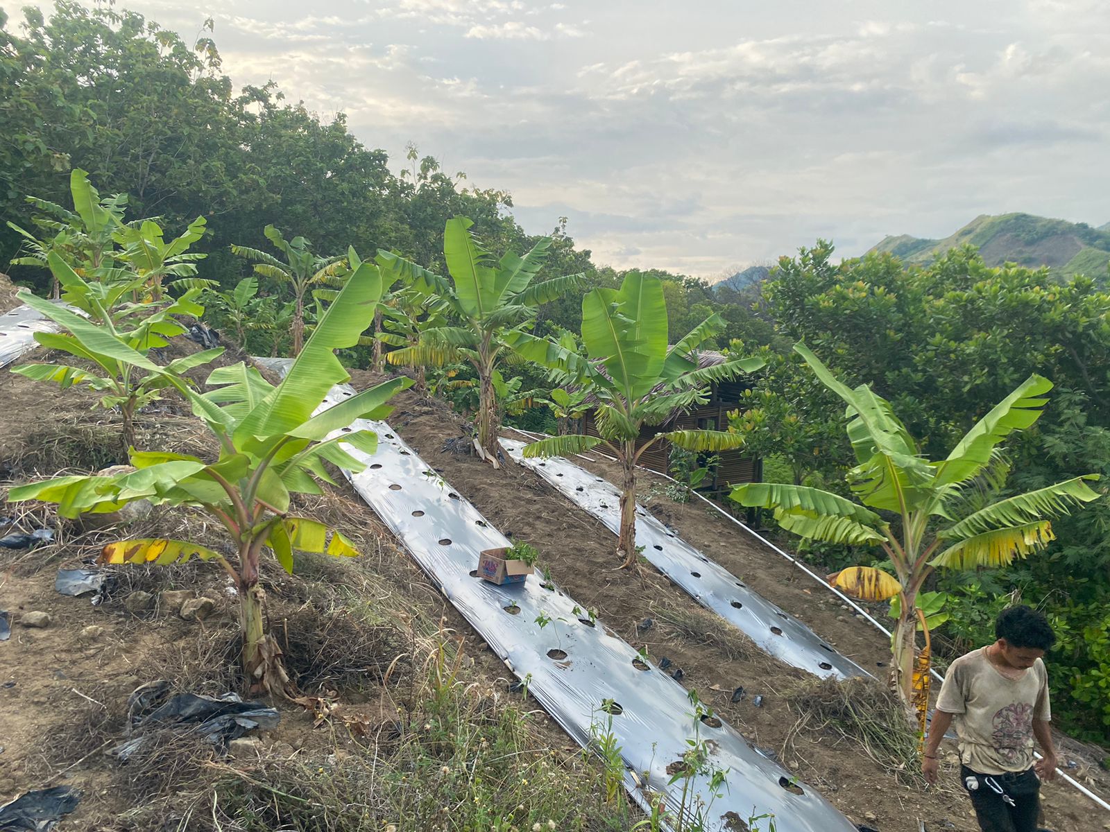 Lokasi budidaya Loka Pere di Desa Adolang Dhua, Kabupaten Majene