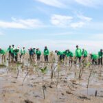 relawan yang merupakan karyawan dari berbagai unit bisnis KALLA melanjutkan Aksi Mangrove Lestari dengan menanam ratusan mangrover di di Kelurahan Tekolabbua, Kabupaten Pangkep, beberapa waktu lalu.