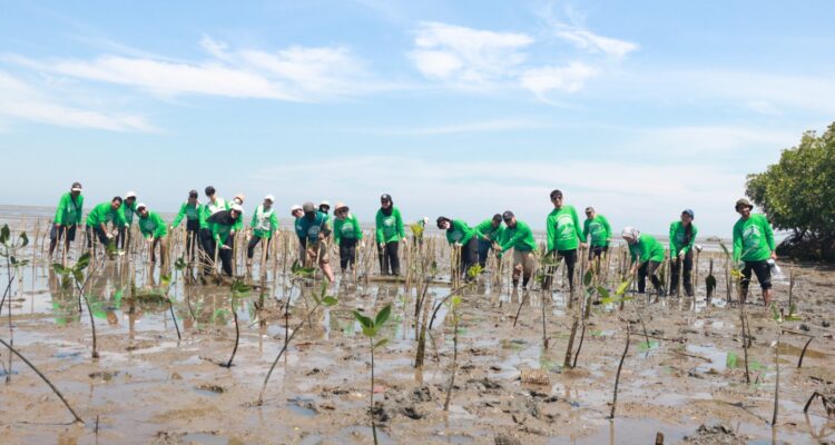relawan yang merupakan karyawan dari berbagai unit bisnis KALLA melanjutkan Aksi Mangrove Lestari dengan menanam ratusan mangrover di di Kelurahan Tekolabbua, Kabupaten Pangkep, beberapa waktu lalu.