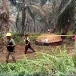 Penemuan terbaru terjadi pada Selasa (20/10/2026). Benda berbentuk melengkung seperti kubah itu ditemukan di kawasan perkebunan dan menarik perhatian warga karena bentuknya tidak lazim.