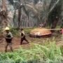 Penemuan terbaru terjadi pada Selasa (20/10/2026). Benda berbentuk melengkung seperti kubah itu ditemukan di kawasan perkebunan dan menarik perhatian warga karena bentuknya tidak lazim.